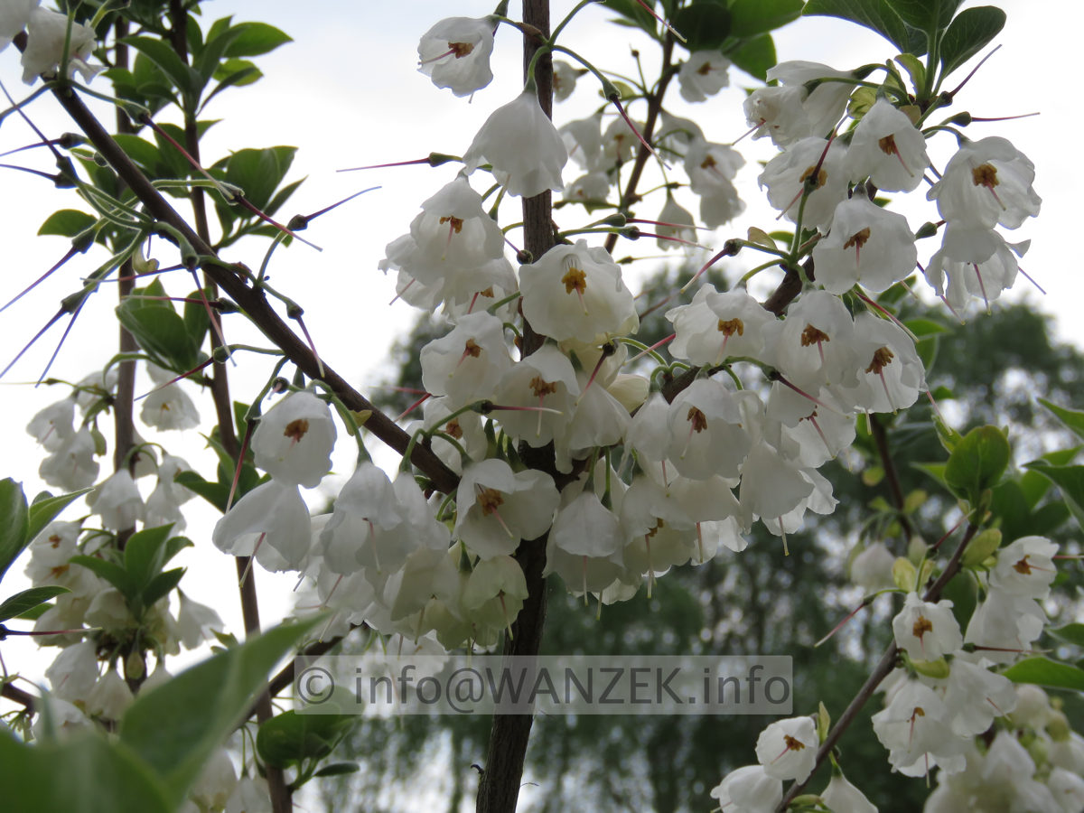 Halesia carolina - Bluetenmacro03.JPG